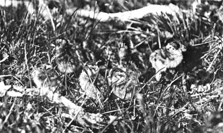 Alaska ptarmigan chicks