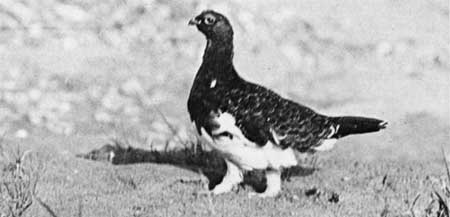 male Alaska ptarmigan