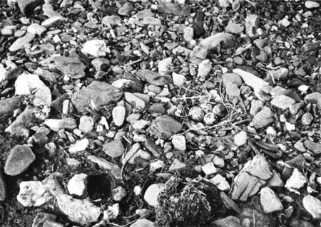 nest of plover eggs