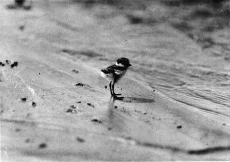 nest of plover eggs