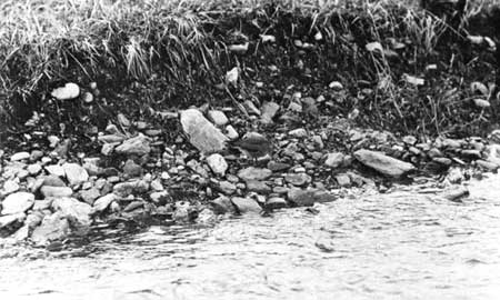 wandering tattler