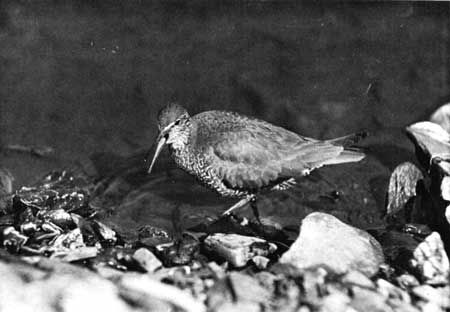 male wandering tattler