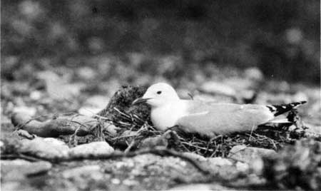 short-billed gull