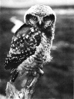 young American hawk owl