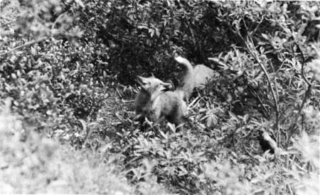 Kenai red fox