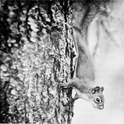 northern red squirrel