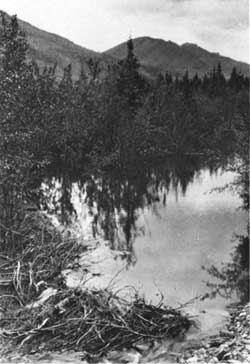 Canadian beaver dam