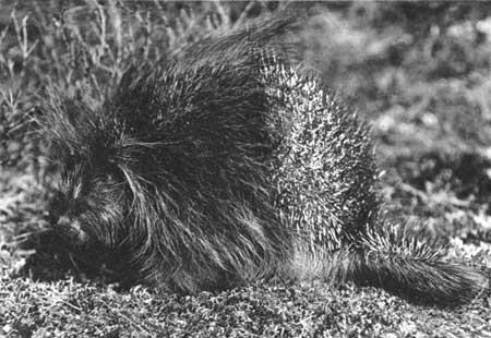 Alaska porcupine