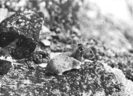 Collared Lemming feeding on dwarf willow in winter