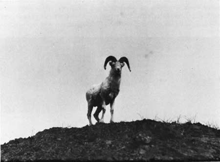 Dall sheep