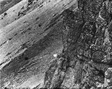 Dall sheep