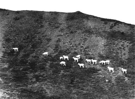 Dall sheep