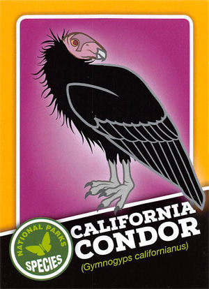 card cover