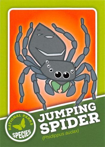 card cover