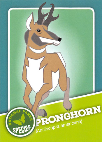 card cover