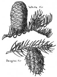 fir cones