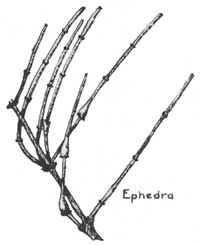 ephedra