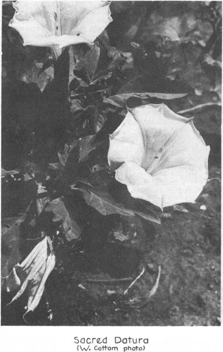 sacred datura