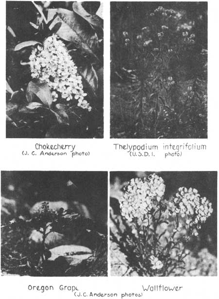 chokecherry, integrifolium, oregon grape, wallflower