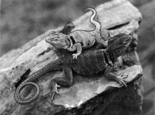 Collared lizards