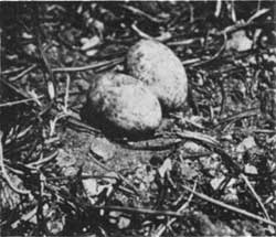 nest and eggs