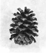 Ponderosa pine cone