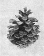 Lodgepole pine cone