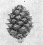 Witebark pine cone