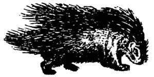 porcupine