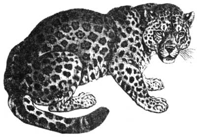 sketch of jaguar