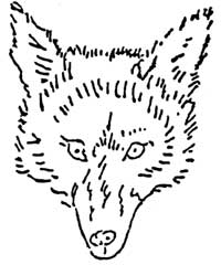 sketch of coyote