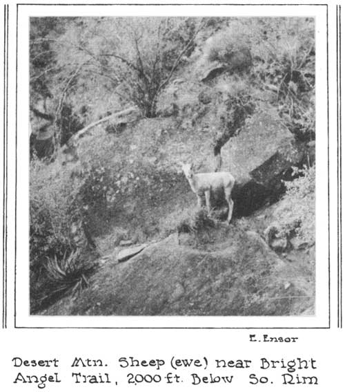 Desert Mtn. Sheep (ewe) near Bright Angel Trail, 2,000 ft. Below So. Rim
E. Ensor