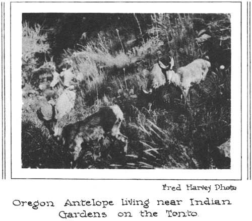 Oregon Antelope Living near Indian Gardens on the Tonto
Fred Harvey Photo