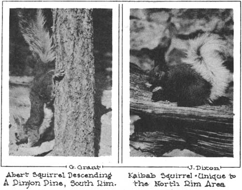 Abert Squirrel Descending A Pinyon Pine, South Rim. G. Grant (left);
Kaibab Squirrel Unique to the North Rim Area. J. Dixon (right)