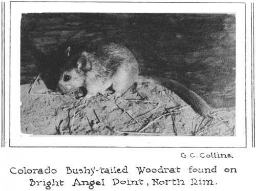 Colorado Bushy-tailed Woodrat found on
Bright Angel Point, North Rim. G. C. Collins.