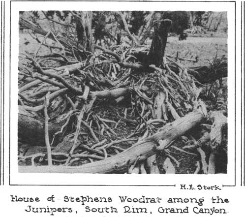 House of Stephens Woodrat among the Junipers, South Rim, Grand Canyon.
H. E. Stork