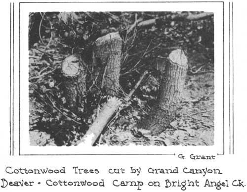 Cottonwood Trees cut by Grand Canyon Beaver Cottonwood Camp on Bright
Angel Ck. G. Grant