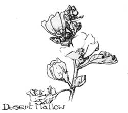 Desert mallow