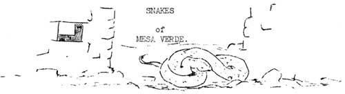 SNAKES of MESA VERDE