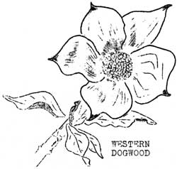 Western Dogwood