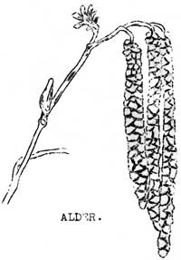 Alder