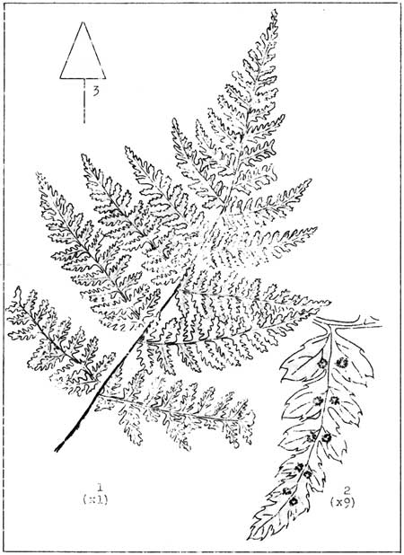 Wood Fern