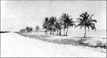 palm trees along coastline