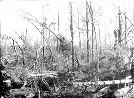 storm-damaged trees