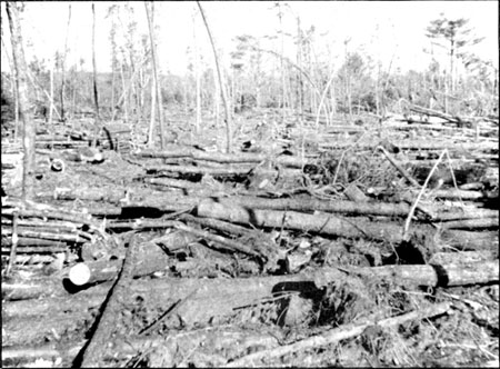 storm-damaged trees