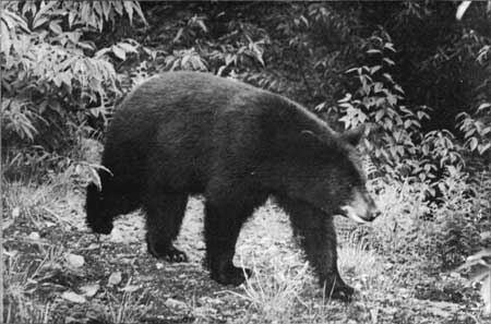 black bear