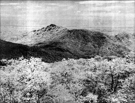 view of mountains and trees