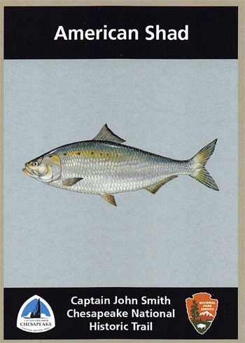 card cover