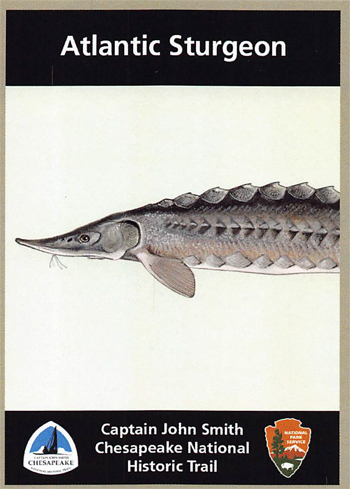 card cover