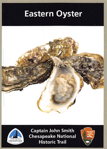 card cover